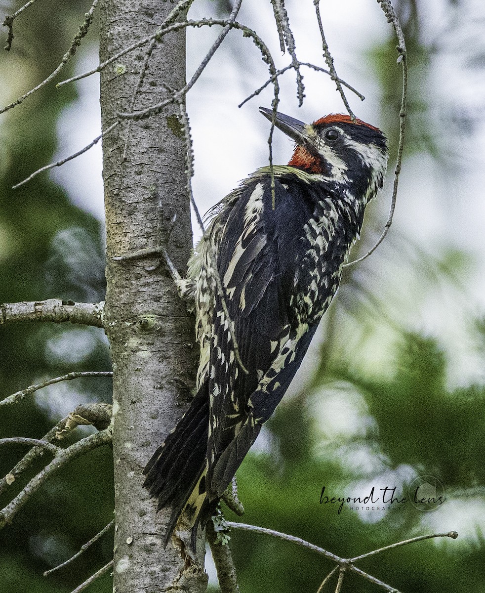 Yellow-bellied Sapsucker - ML592228891