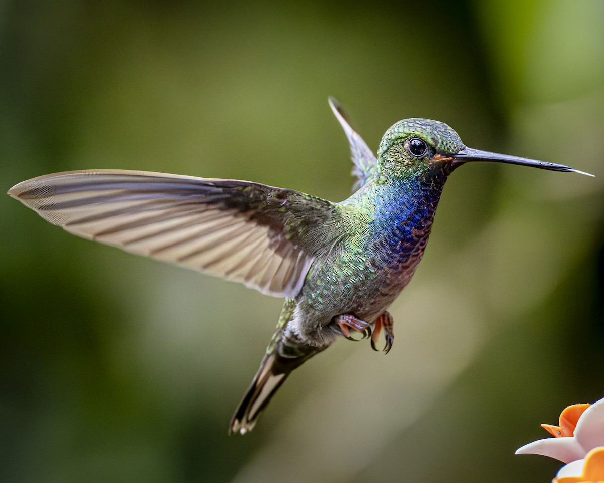 kolibřík zelenohřbetý - ML592229061