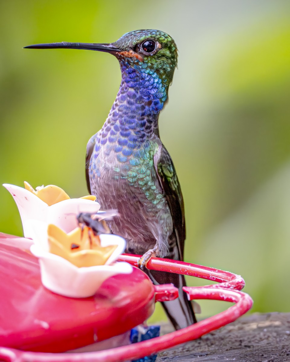 kolibřík zelenohřbetý - ML592229071