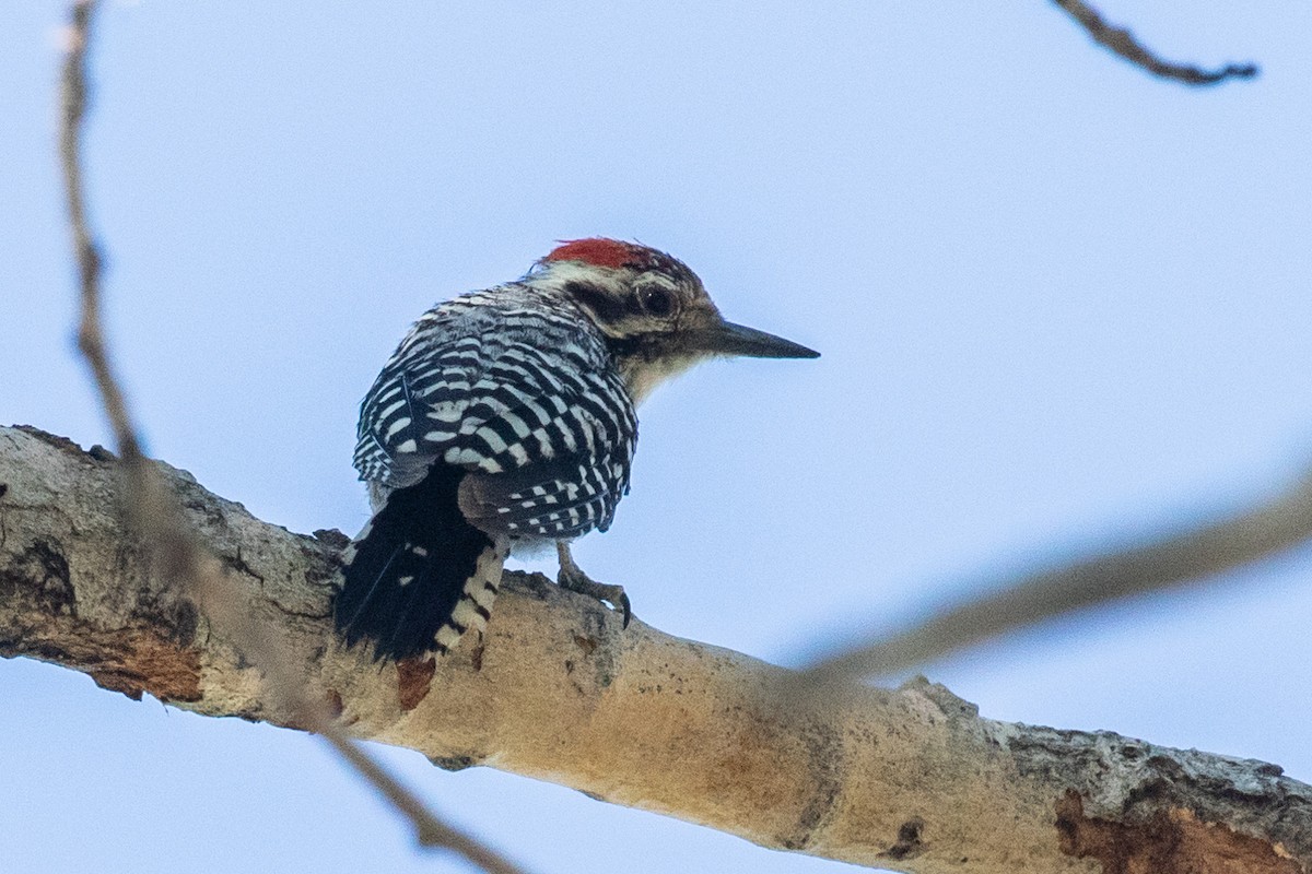 Ladder-backed Woodpecker - ML592229811