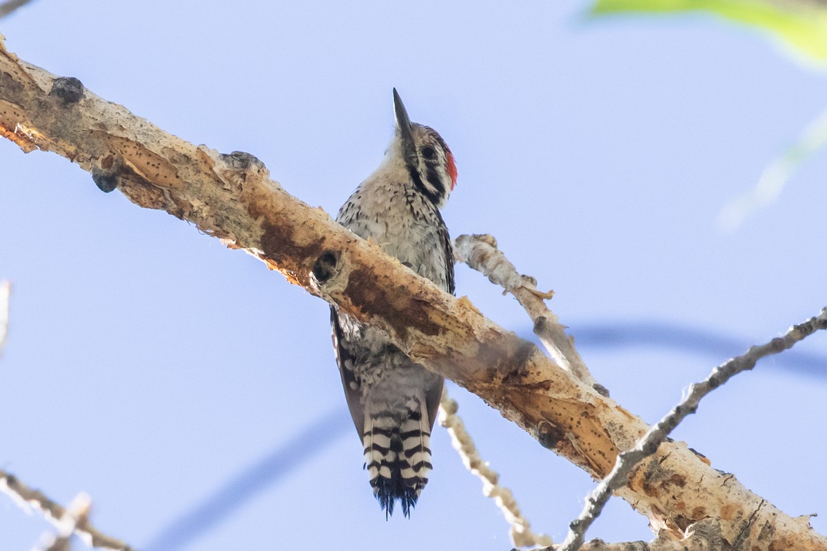 Ladder-backed Woodpecker - ML592229821