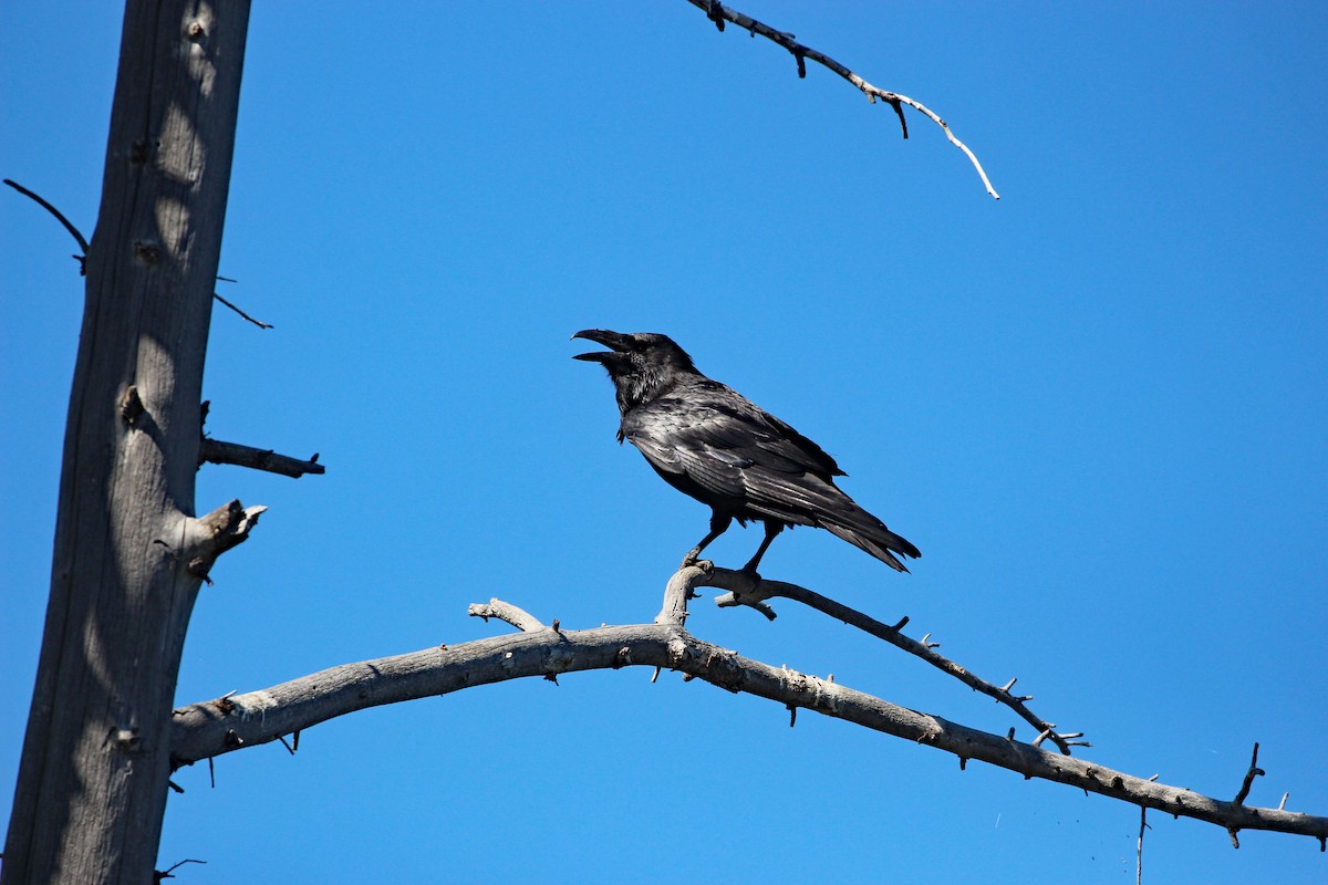 Common Raven - ML592230021