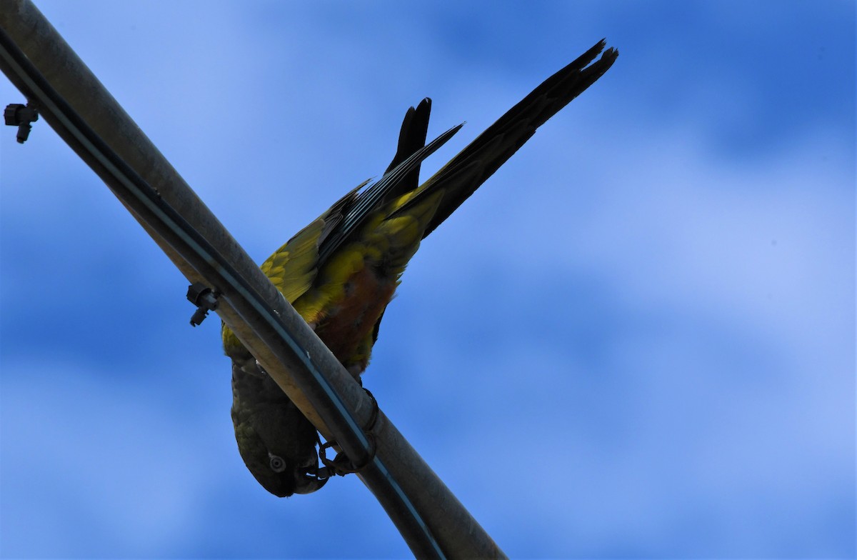 Burrowing Parakeet - John Dreves