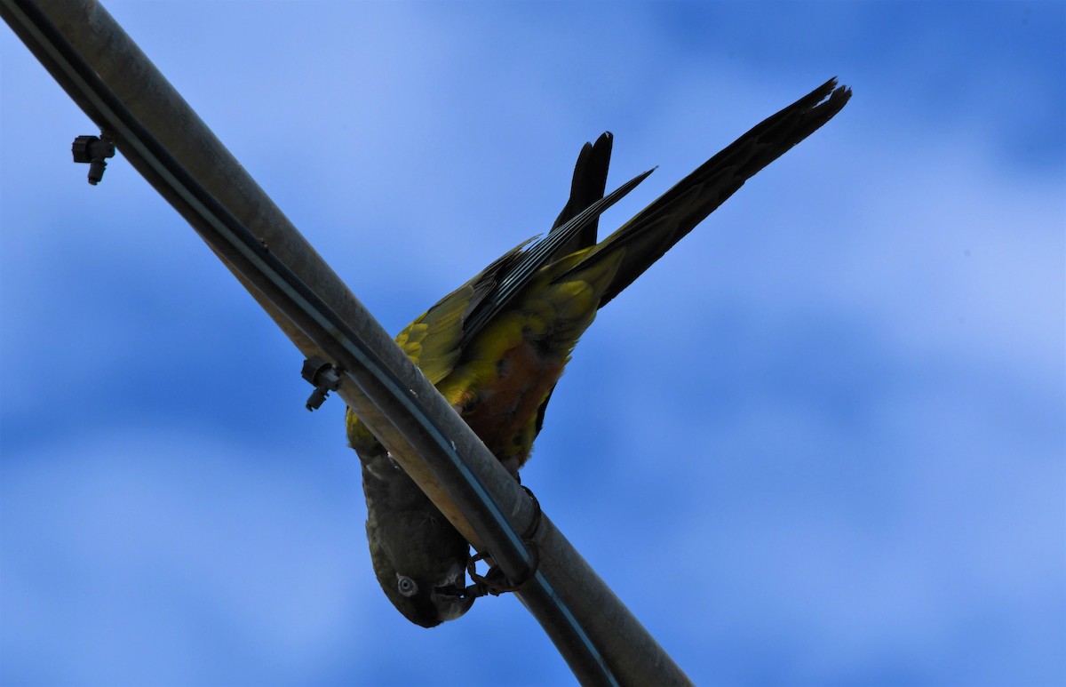 Patagonya Papağanı - ML592230151