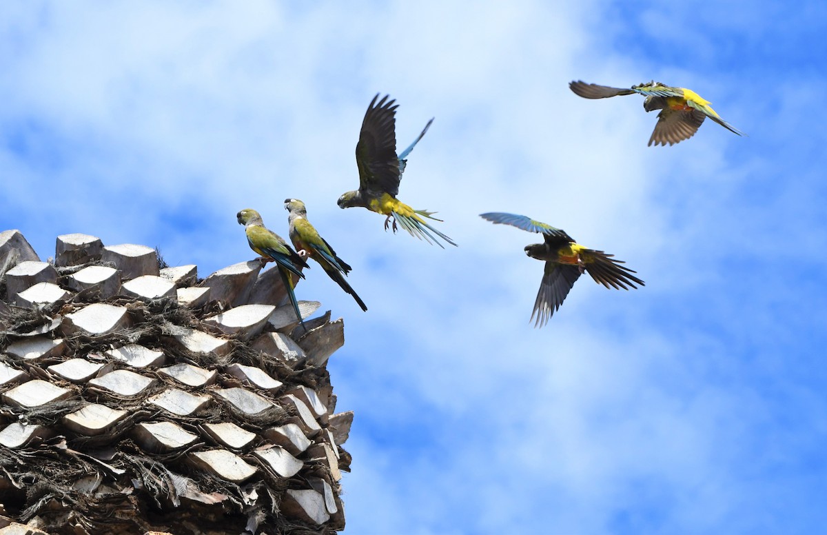 Burrowing Parakeet - ML592230371