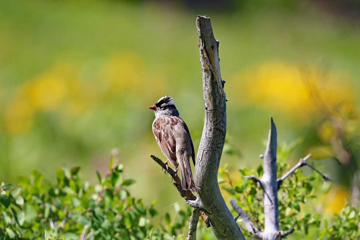 White-crowned Sparrow - ML592230941