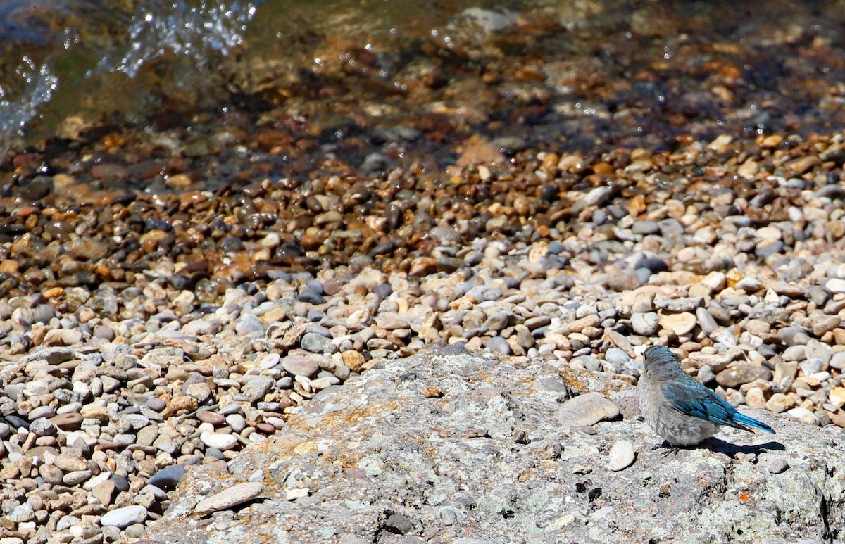 Mountain Bluebird - ML592231311