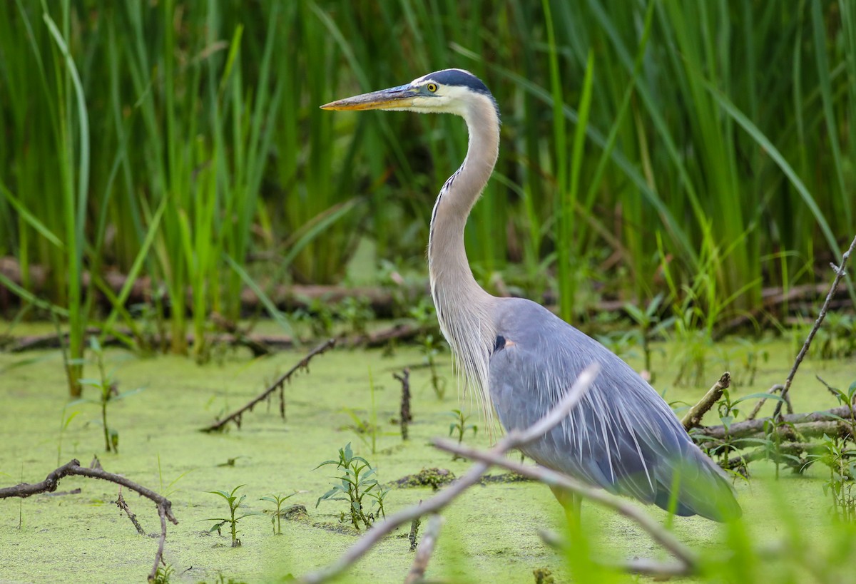 Great Blue Heron - ML592231441