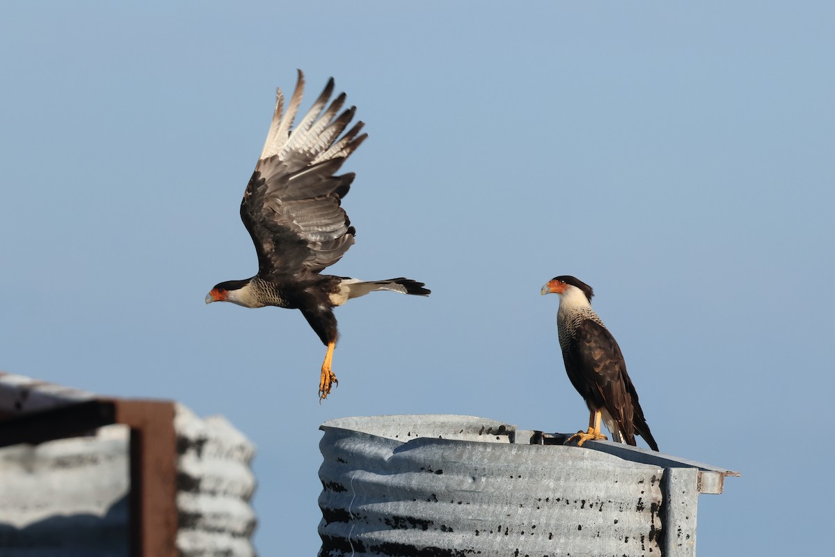 Caracara Carancho - ML592231491