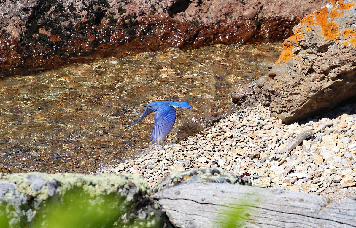 Mountain Bluebird - ML592231621