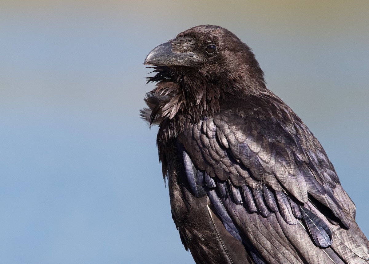 Common Raven - Braxton Landsman