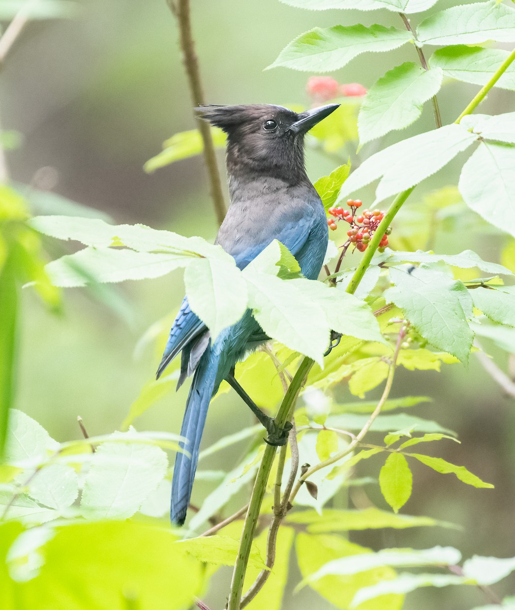 Steller's Jay - ML592232241