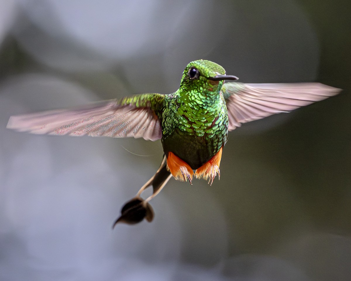 Peruvian Racket-tail - Steven Lasley