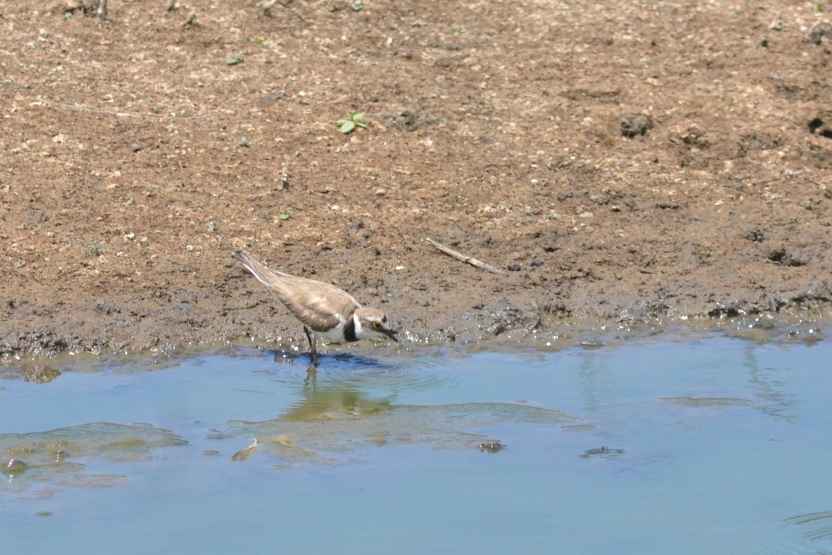 Little Ringed Plover - ML592232711