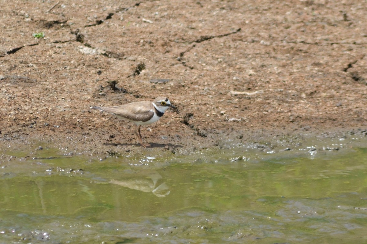 Little Ringed Plover - ML592232791