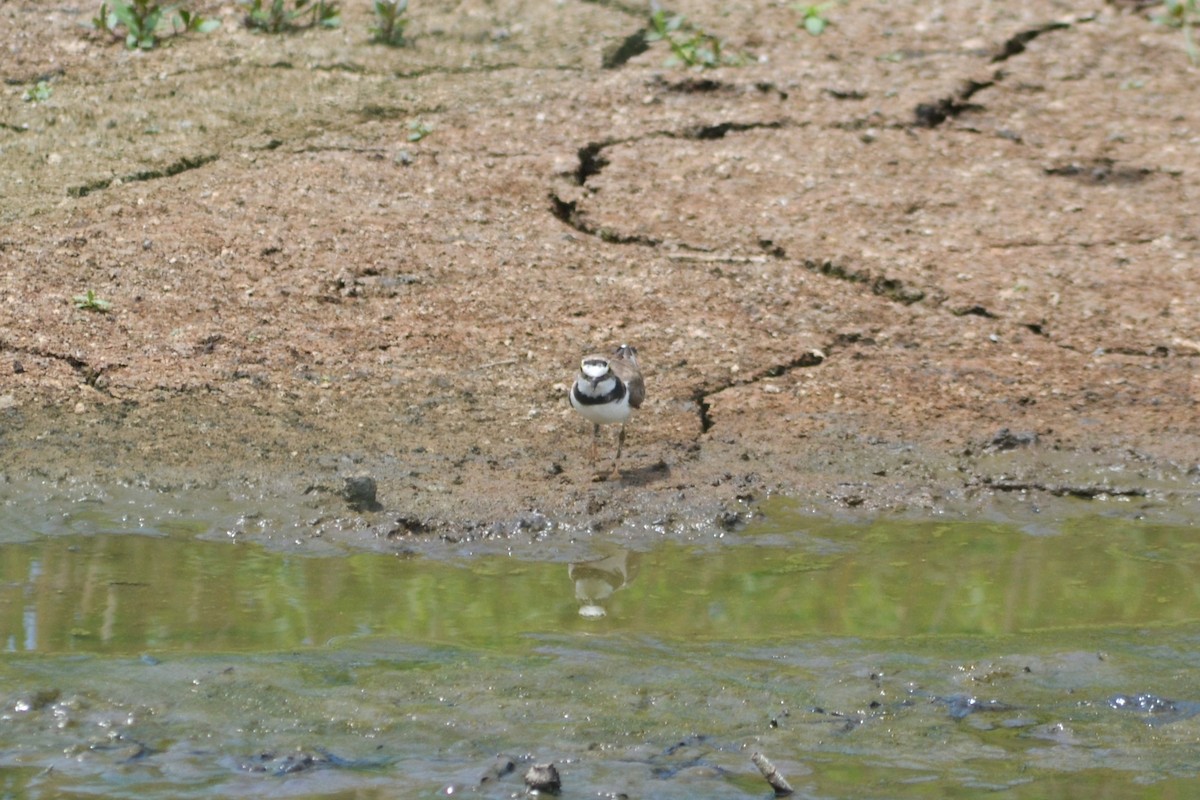 Little Ringed Plover - ML592232841