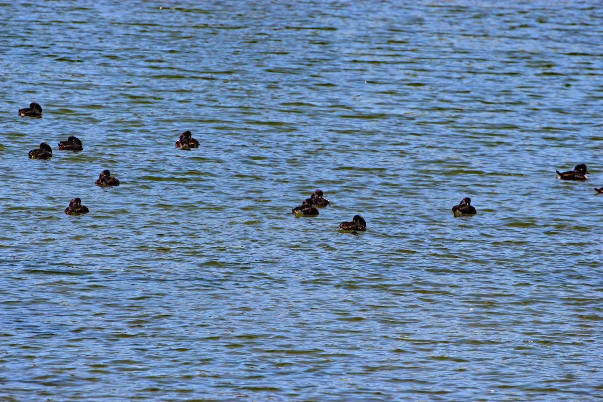 Barrow's Goldeneye - ML592232851
