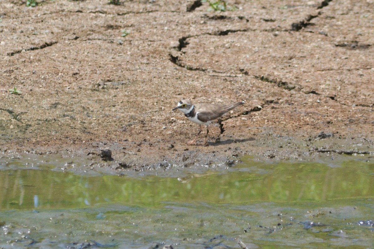 Little Ringed Plover - ML592232911