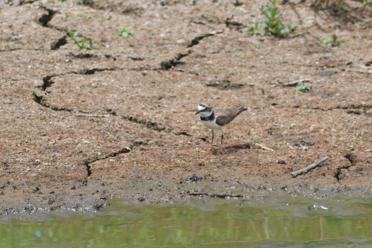 Little Ringed Plover - ML592232981