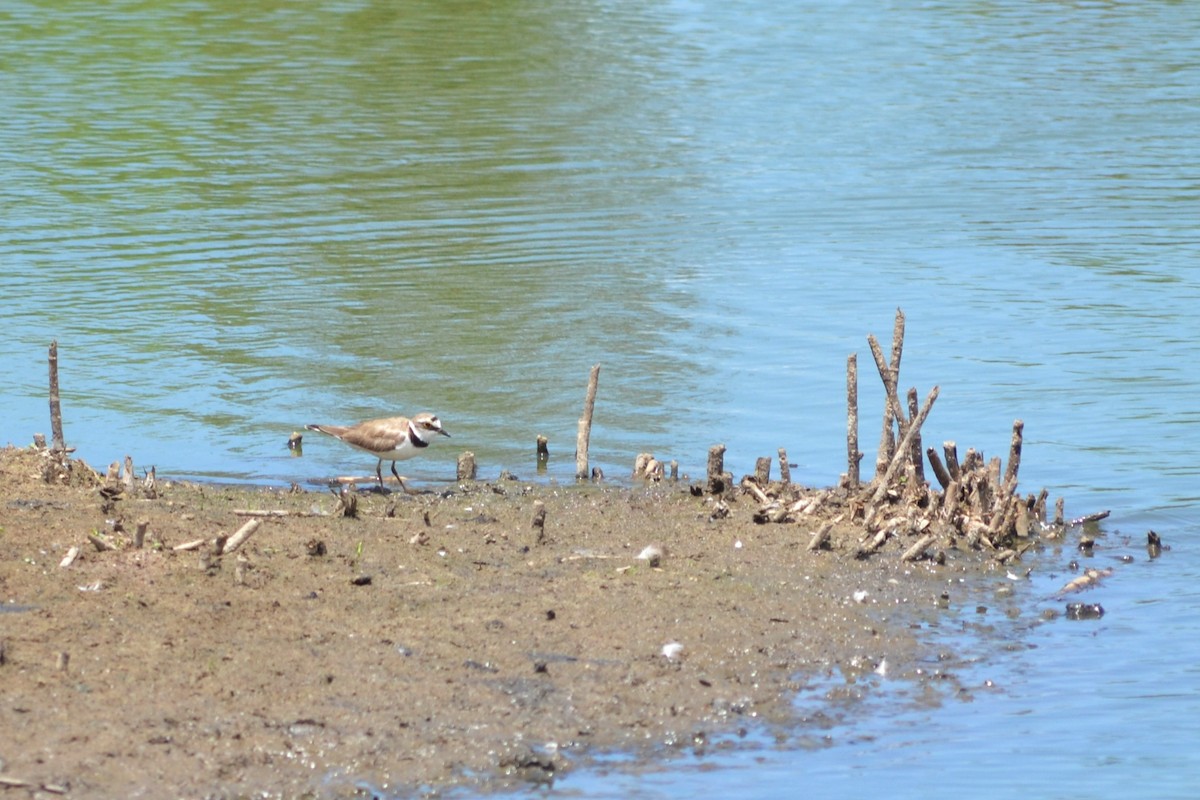 Little Ringed Plover - ML592233121