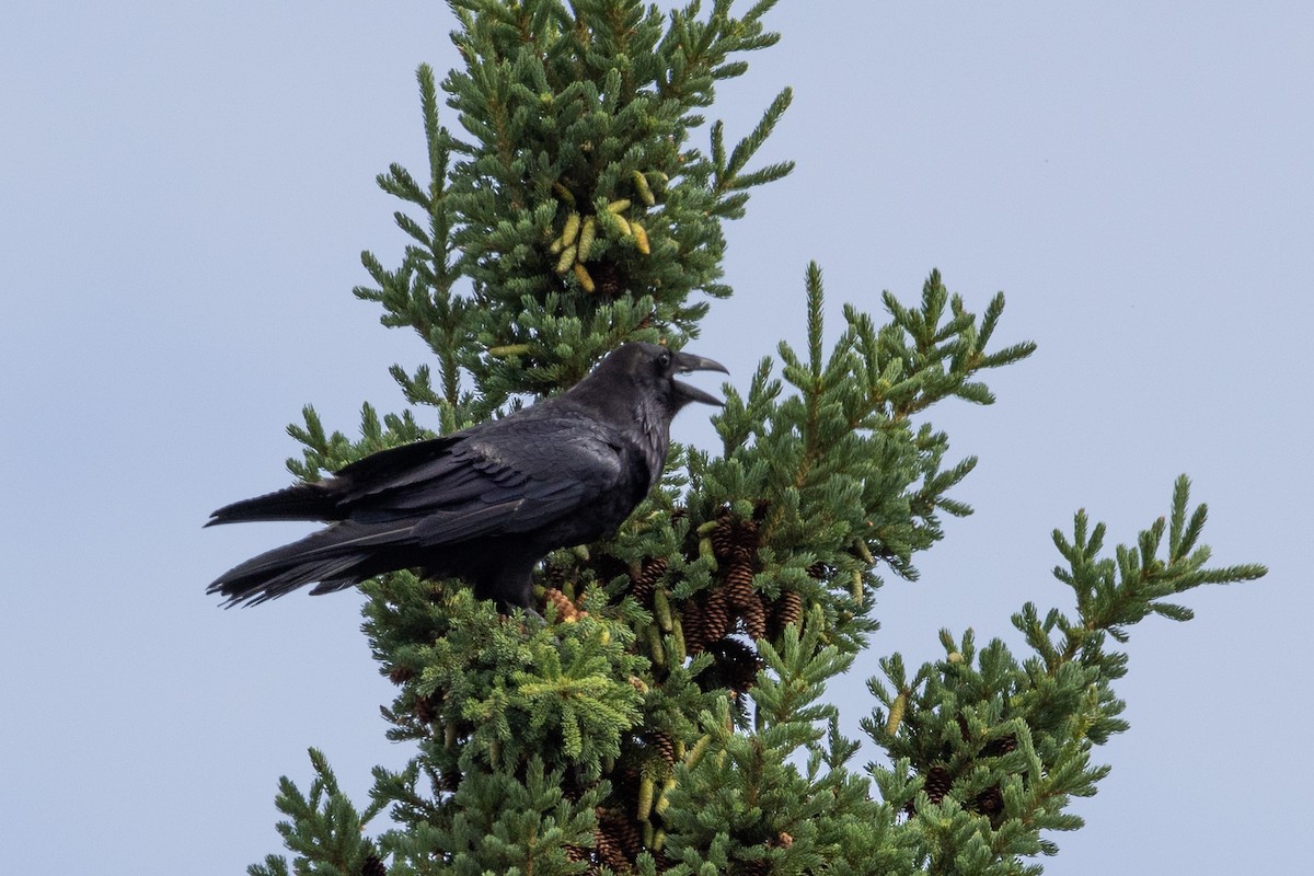 Common Raven - ML592233241