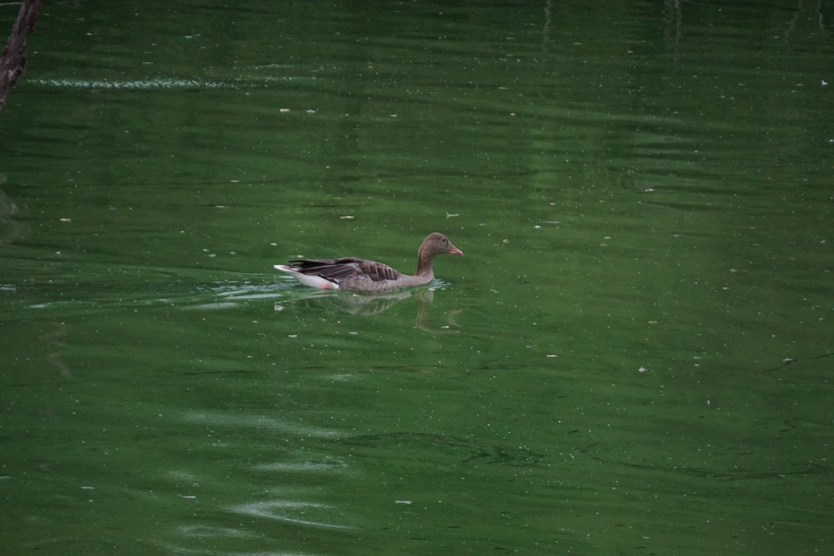 Graylag Goose (Domestic type) - ML592233641