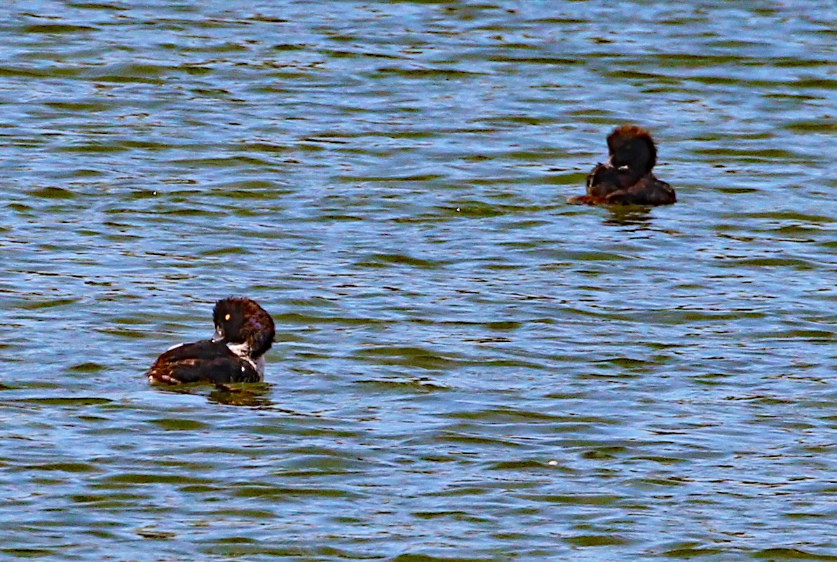 Barrow's Goldeneye - Brian Jones