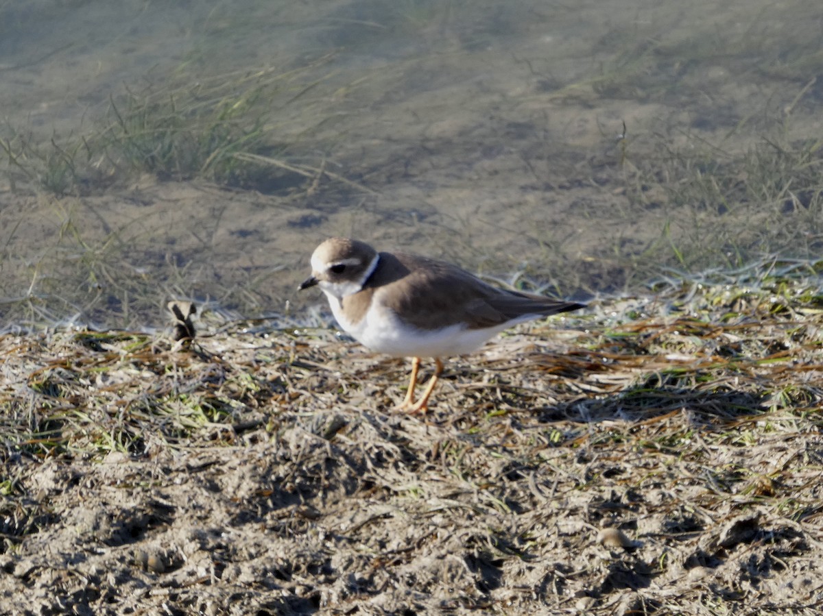 Common Ringed Plover - Deb Weltsch
