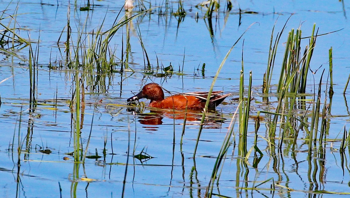 Cinnamon Teal - ML592234461