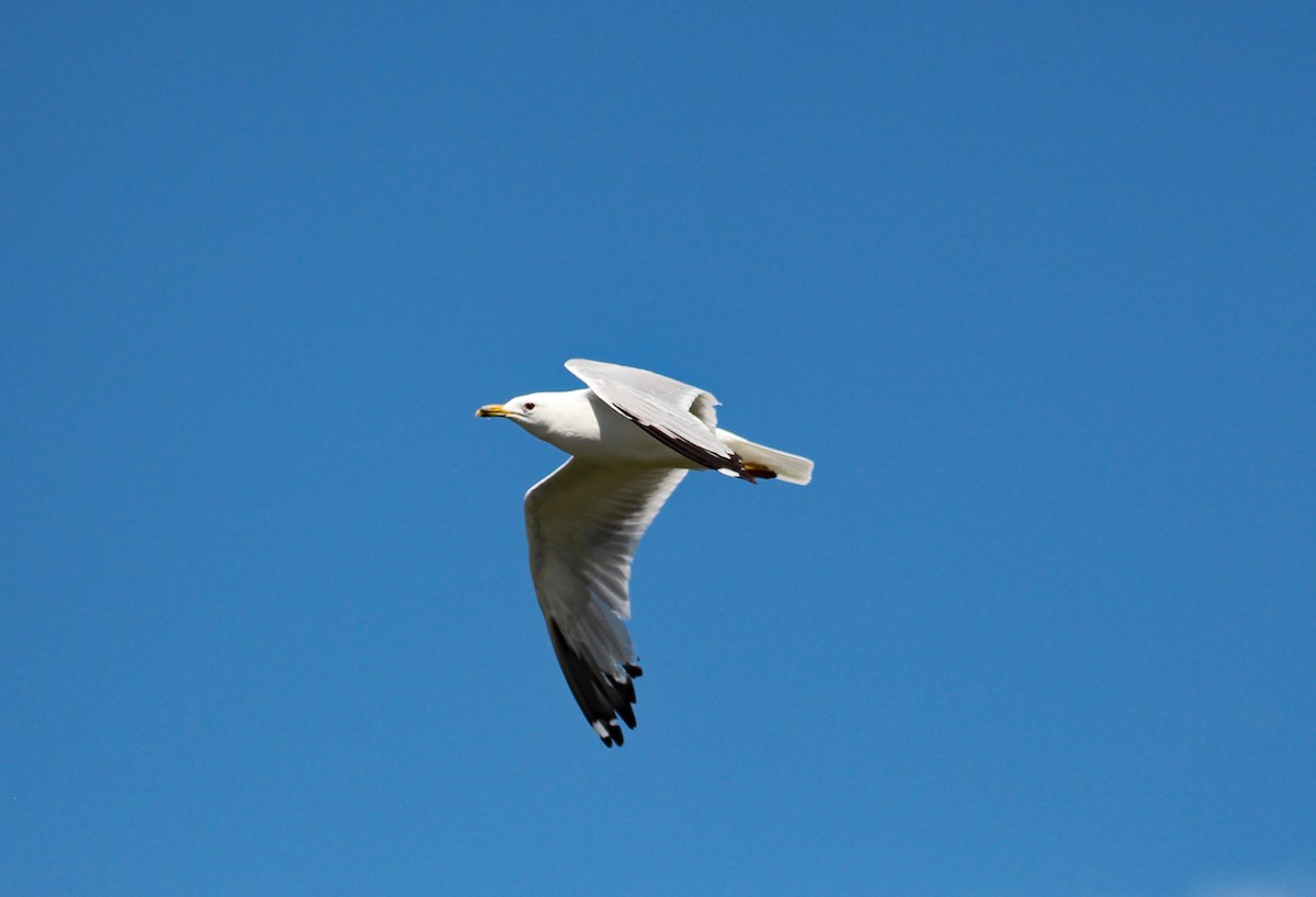 California Gull - ML592234631