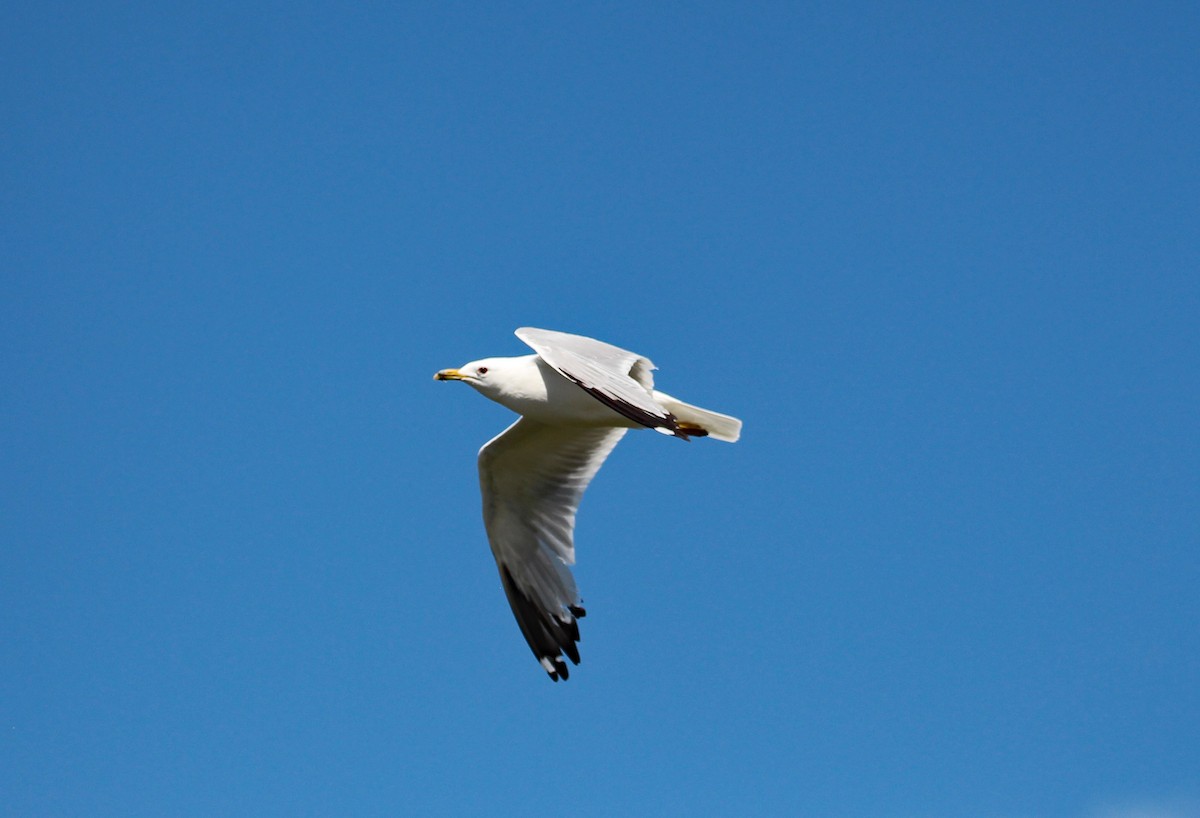 California Gull - ML592234631