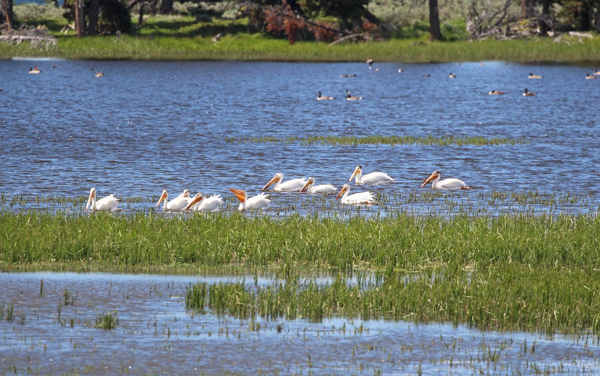 American White Pelican - ML592234771