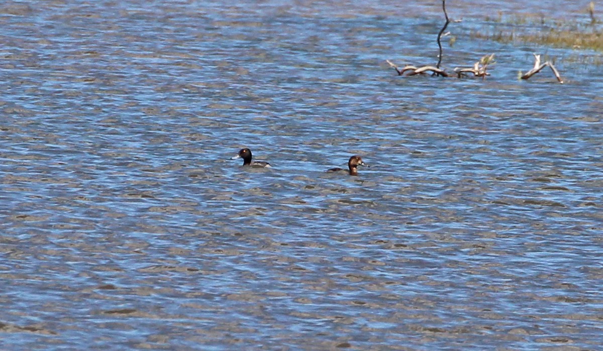 小斑背潛鴨 - ML592235481