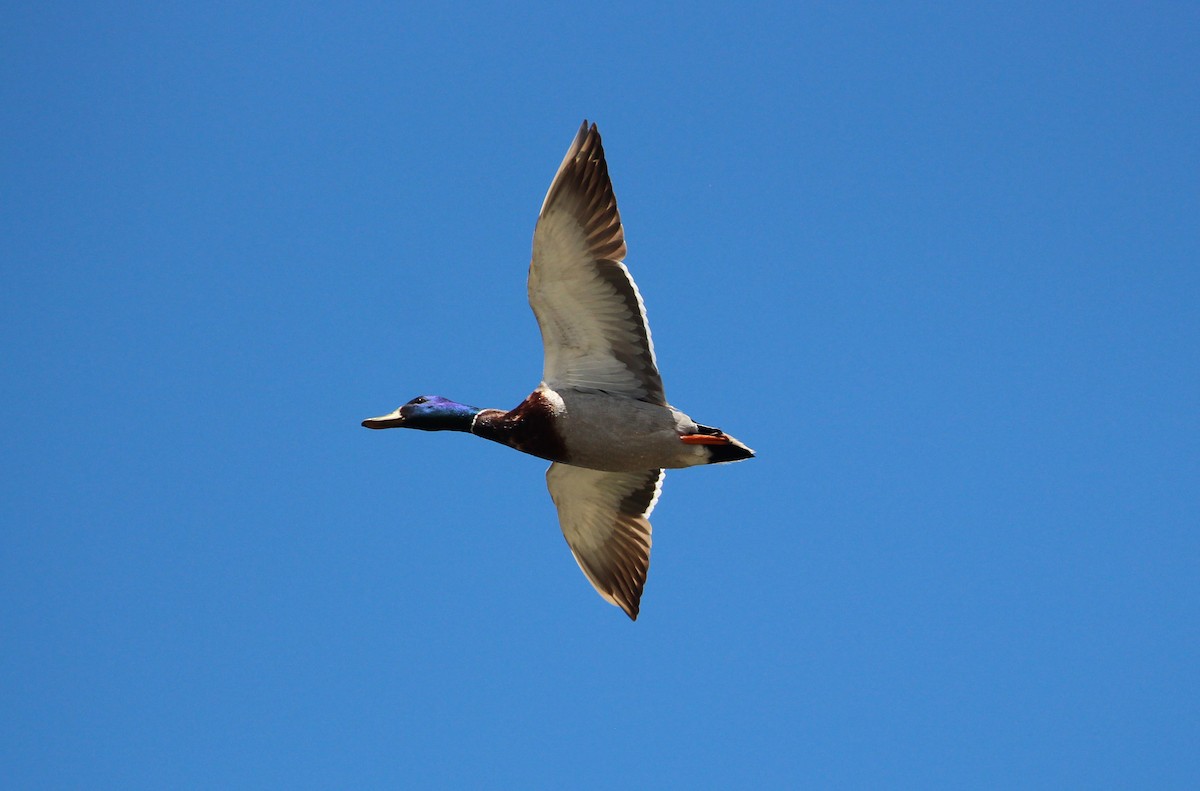 Mallard - Brian Jones