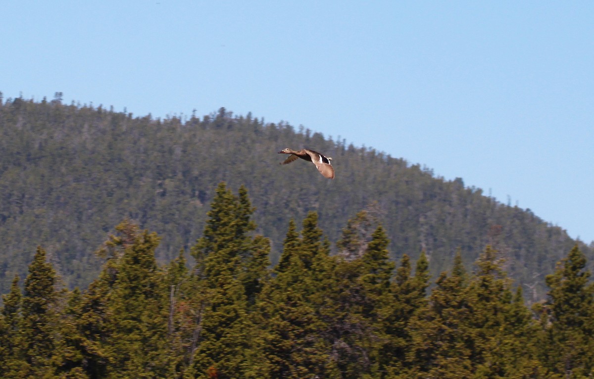 綠頭鴨 - ML592235771