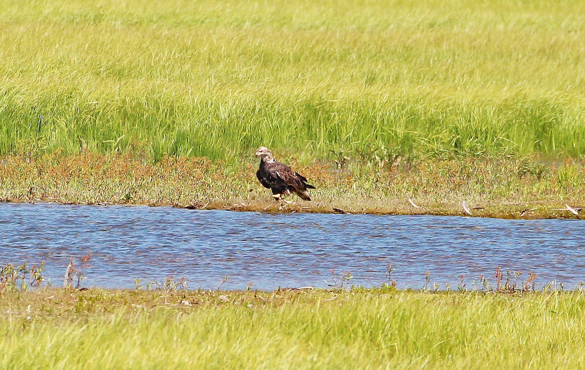 金鵰 - ML592236191