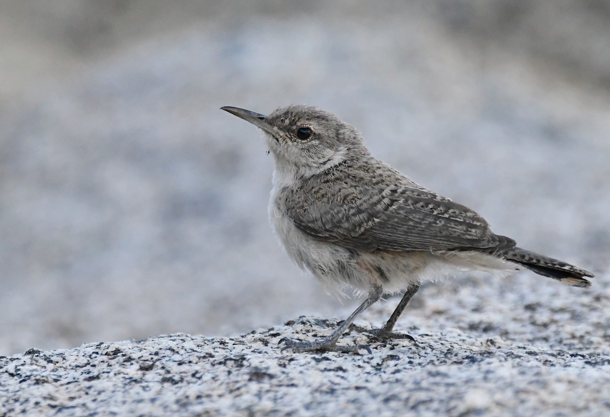 Rock Wren - ML592236571