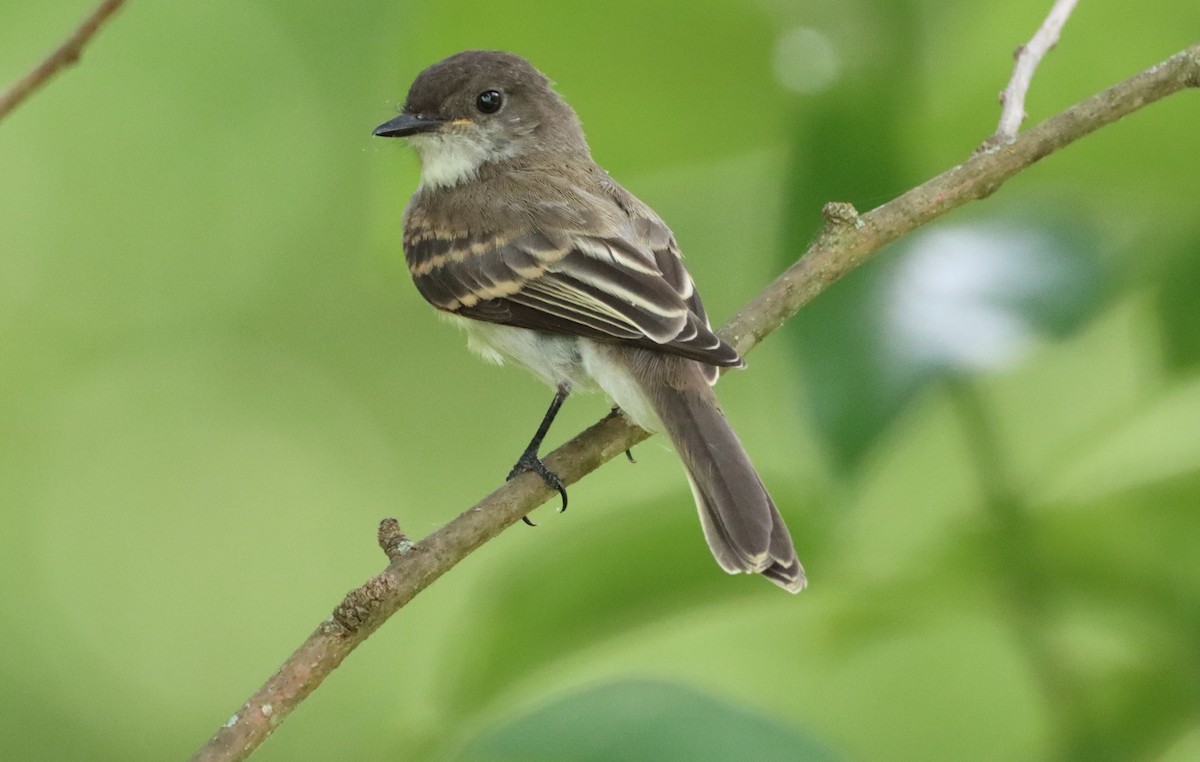 Eastern Phoebe - ML592237811