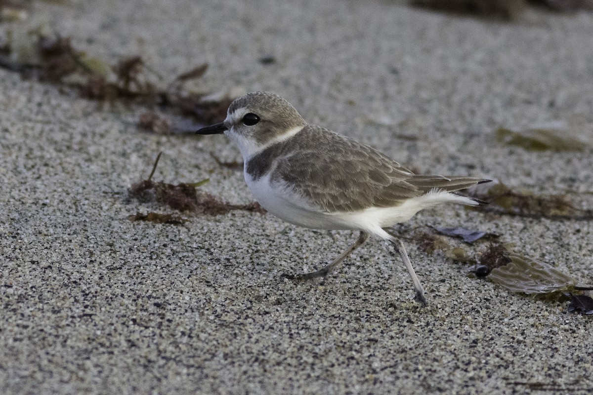 Snowy Plover - Anthony Gliozzo