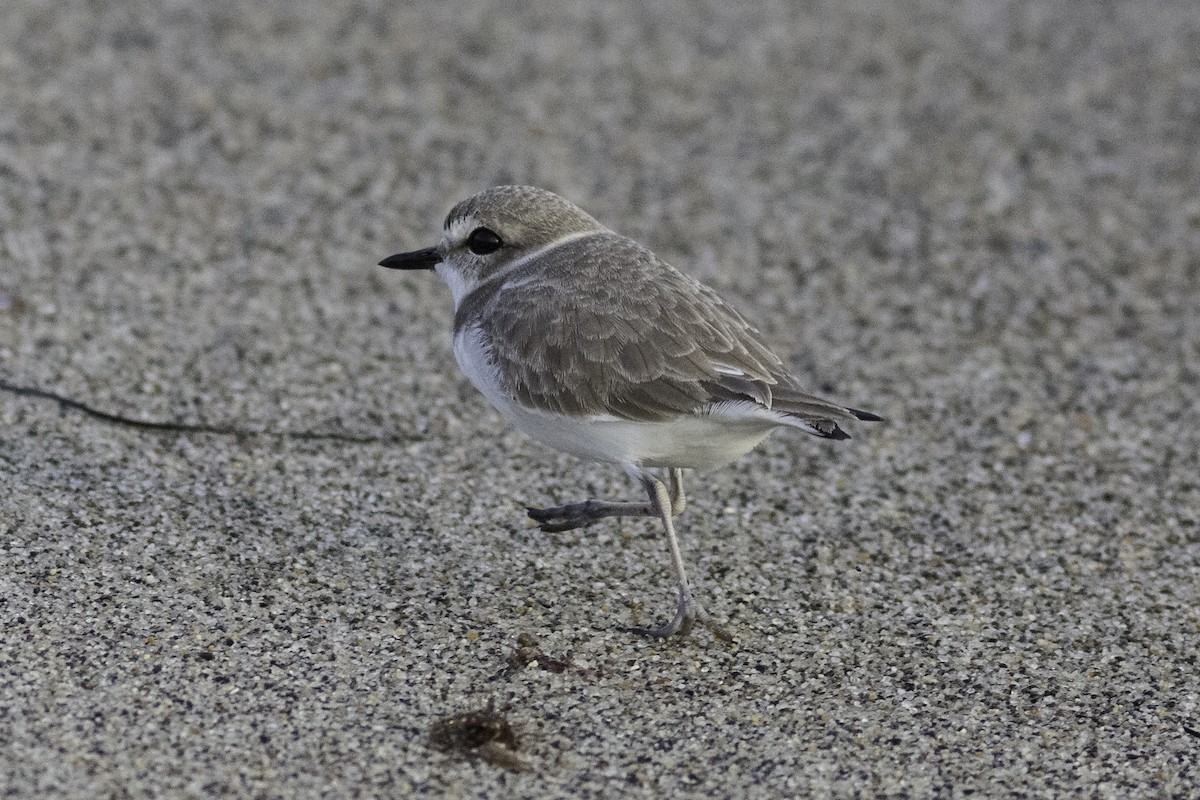 Snowy Plover - Anthony Gliozzo