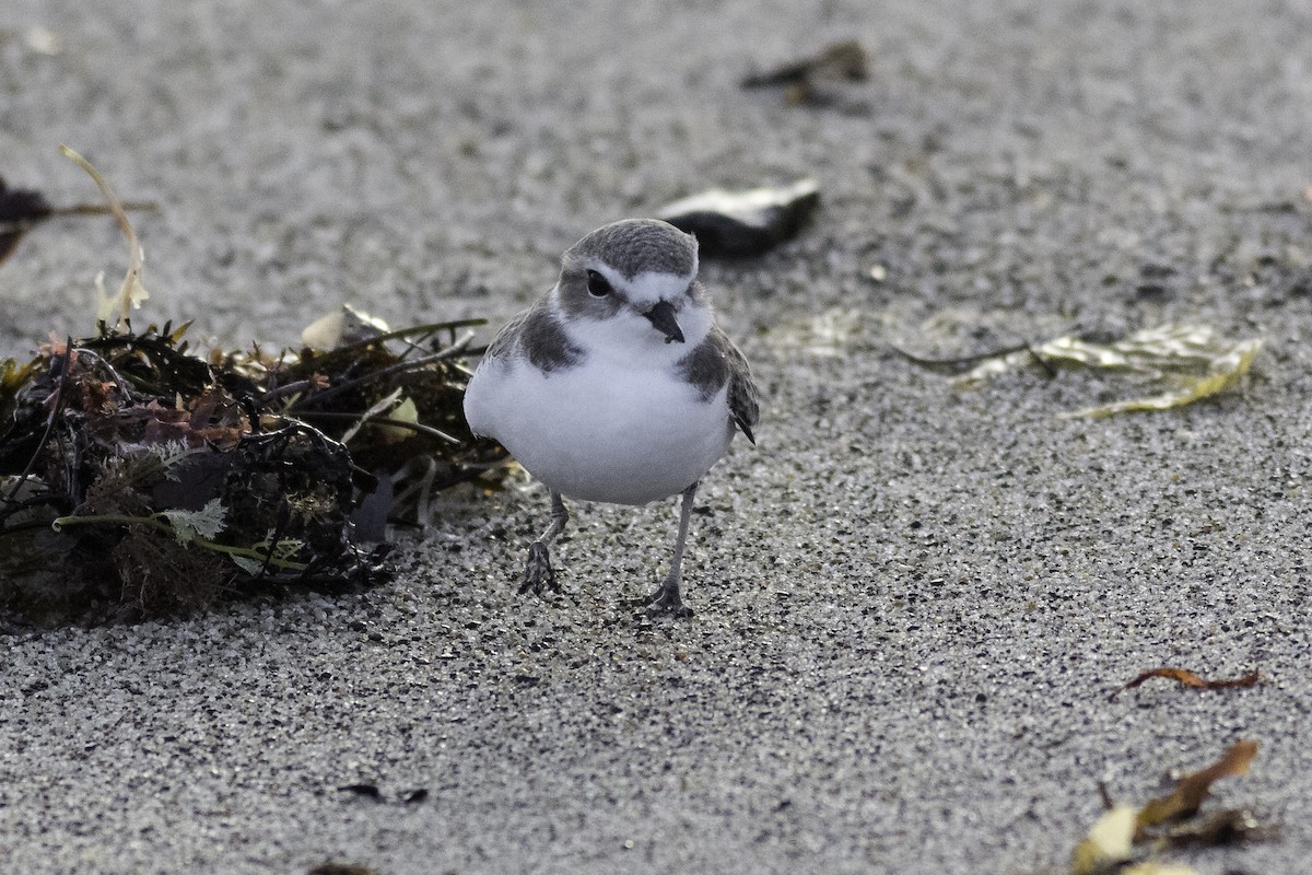 Snowy Plover - Anthony Gliozzo