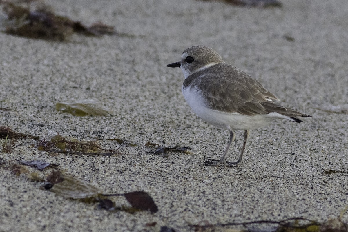 Snowy Plover - Anthony Gliozzo