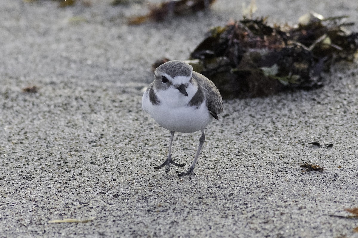 Snowy Plover - ML592239161