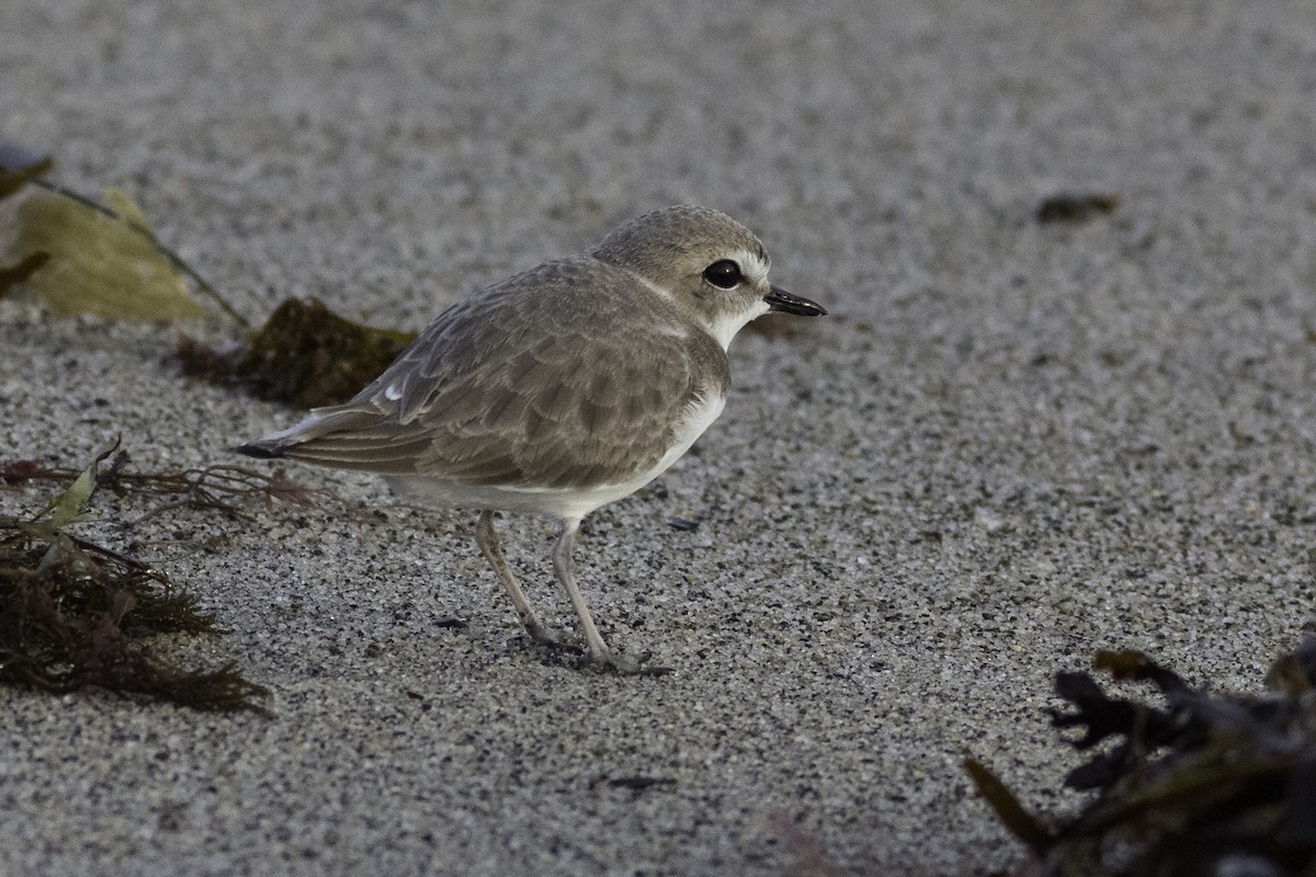 Snowy Plover - ML592239171