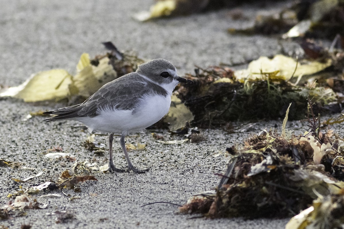 Snowy Plover - Anthony Gliozzo