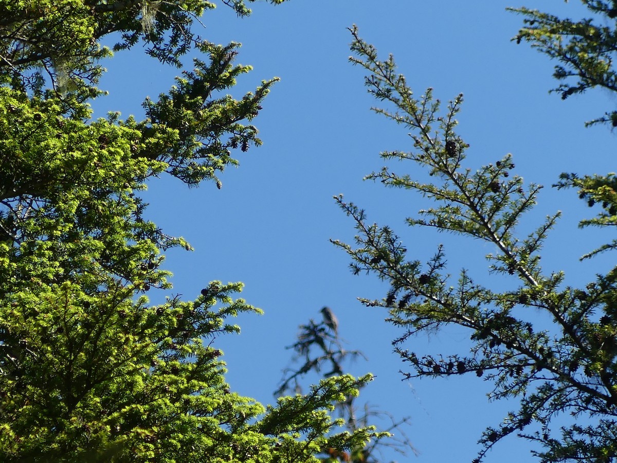 Eastern Wood-Pewee - ML592240161