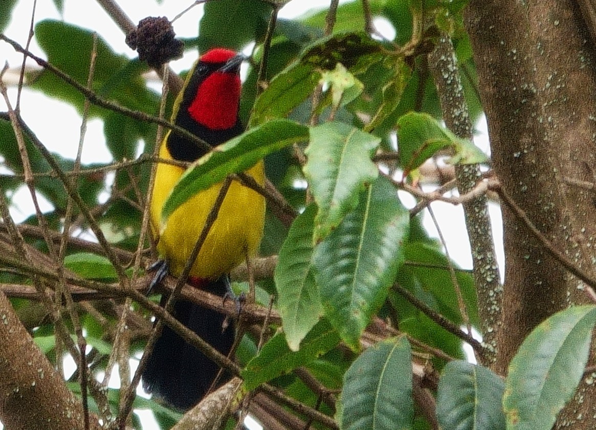 Doherty's Bushshrike - Ilya Maclean