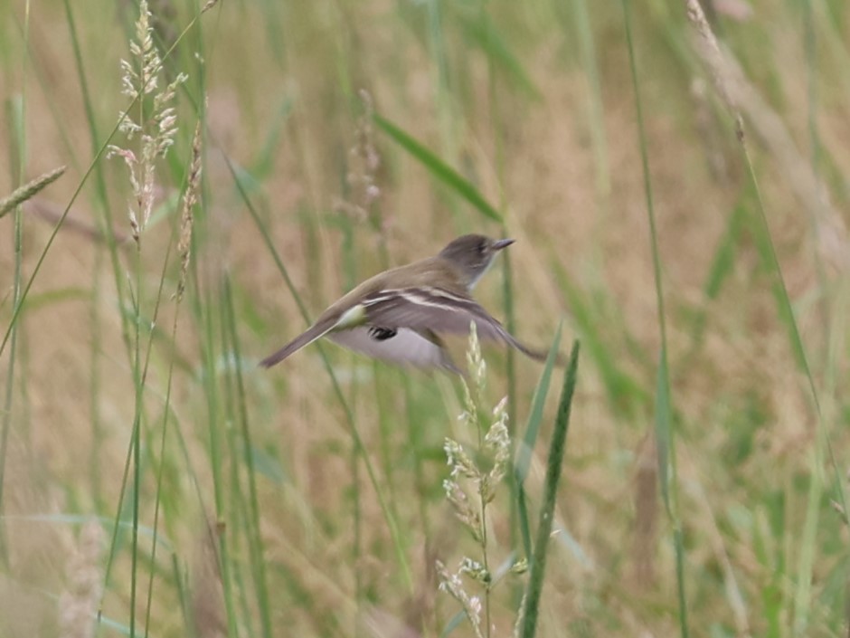 Willow Flycatcher - ML592241041