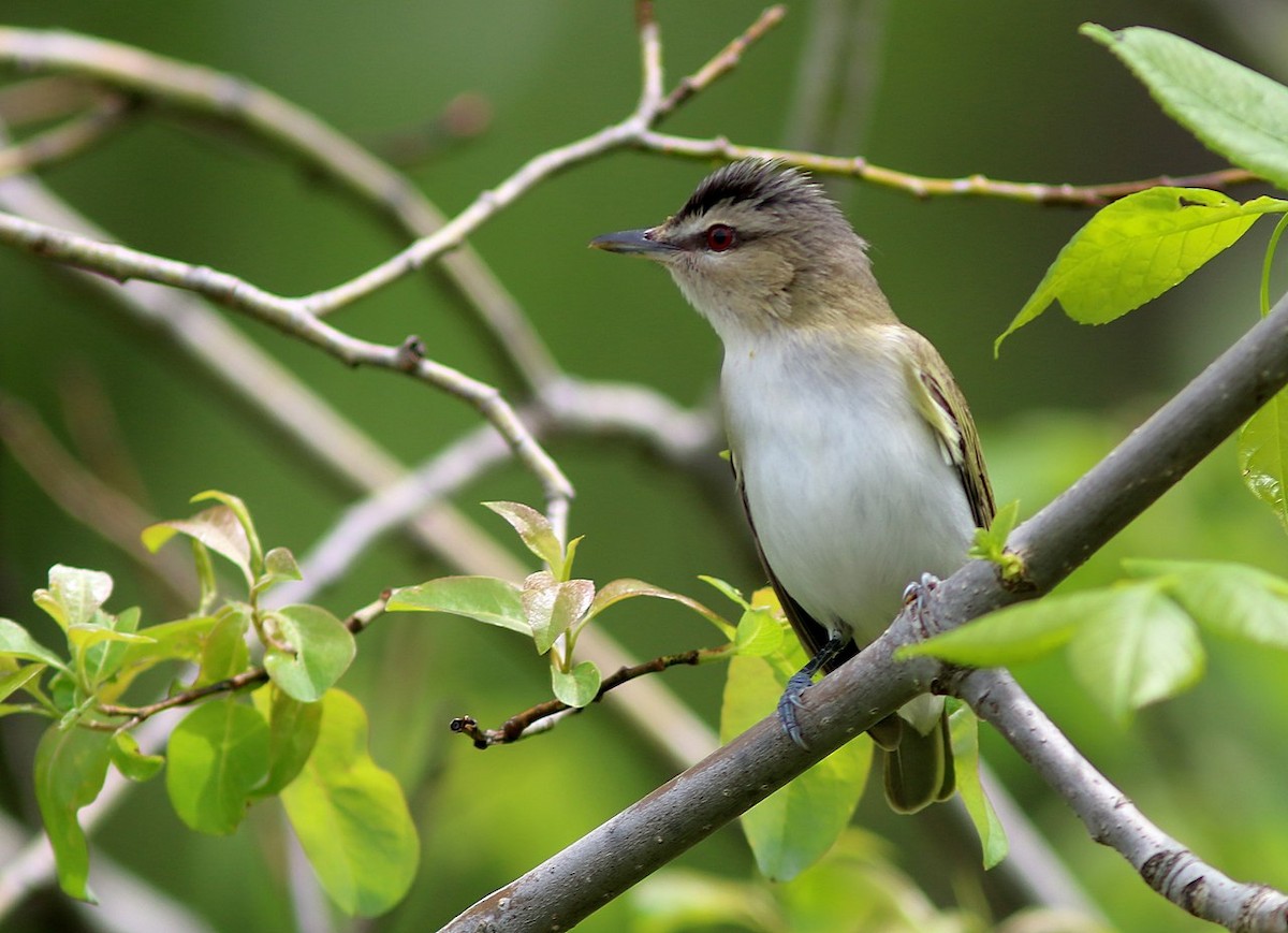 Red-eyed Vireo - ML59224131