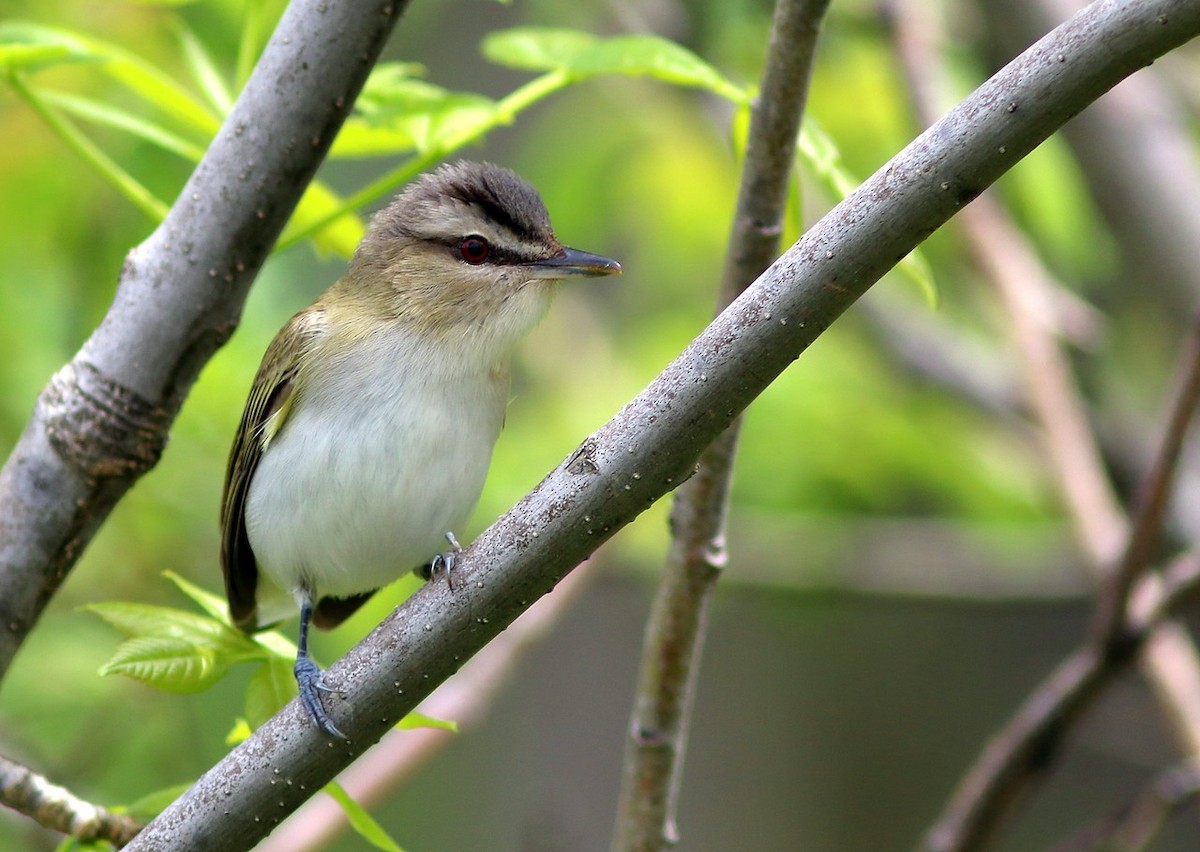 Red-eyed Vireo - ML59224141